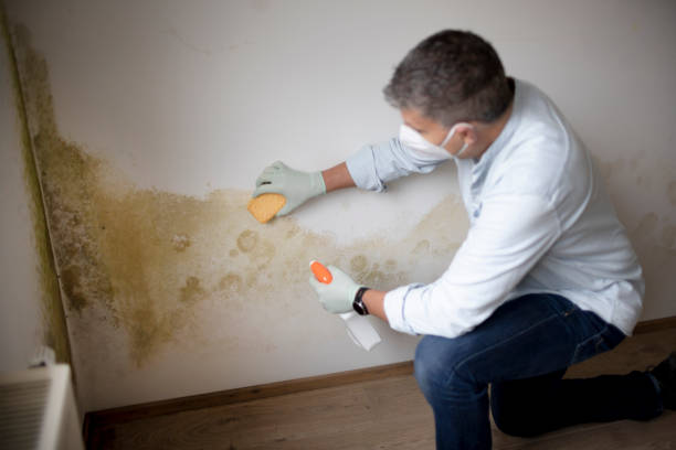 Best Mold Prevention Services  in Gleed, WA