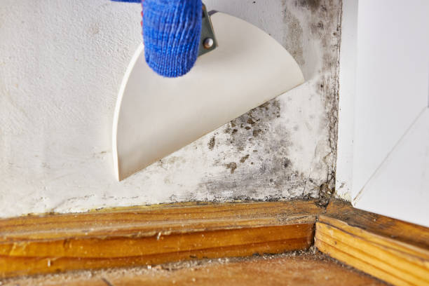 Best Biohazard Mold Removal  in Gleed, WA